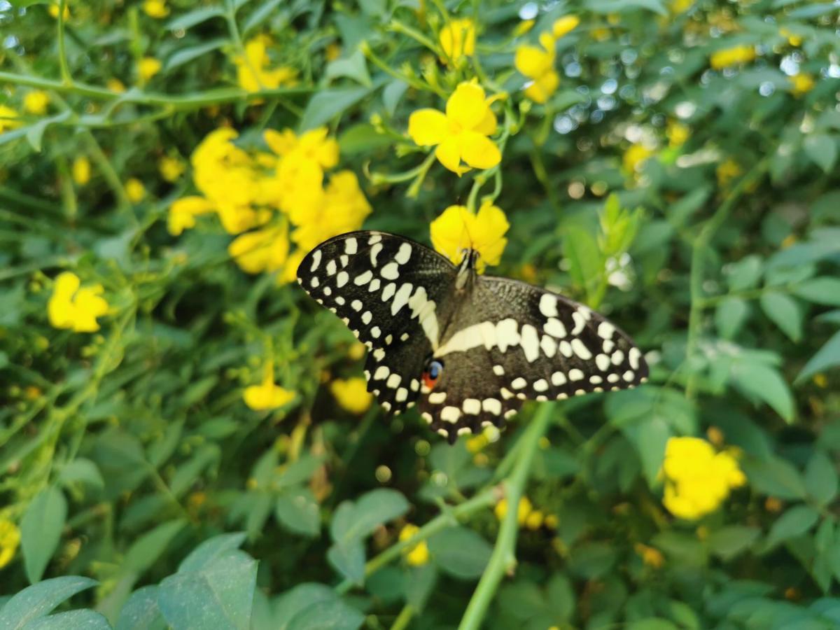 ורייניחן The Yellow Butterfly מראה חיצוני תמונה